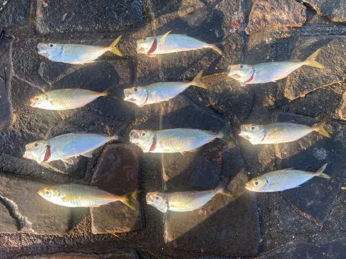 アジの釣果
