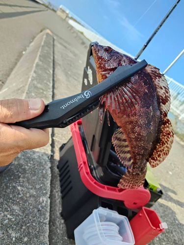 クジメの釣果
