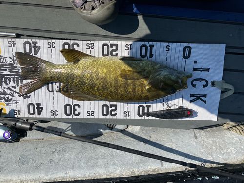 スモールマウスバスの釣果