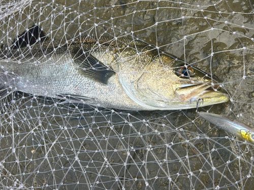マルスズキの釣果