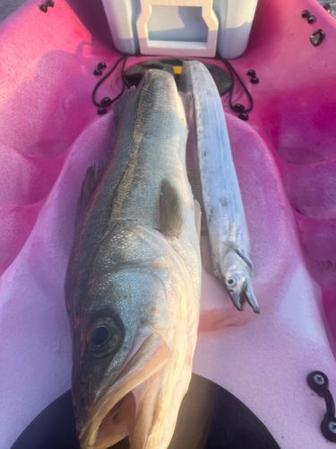 スズキの釣果
