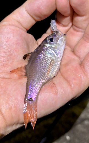ネンブツダイの釣果