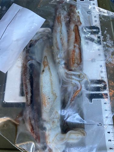 スルメイカの釣果
