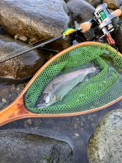 ヤマメの釣果