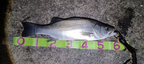 ヒラスズキの釣果