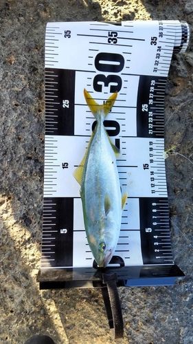 ワカシの釣果