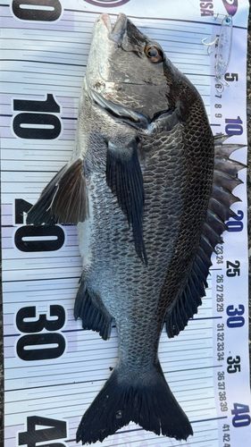チヌの釣果