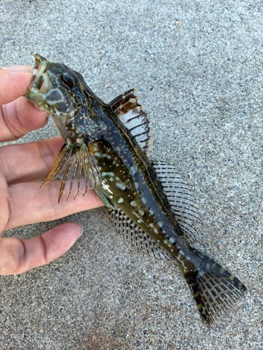 アナハゼの釣果
