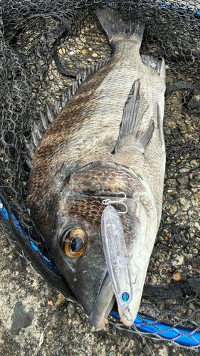 チヌの釣果