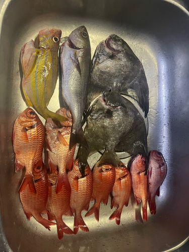 ツバメウオの釣果