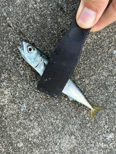 サバの釣果