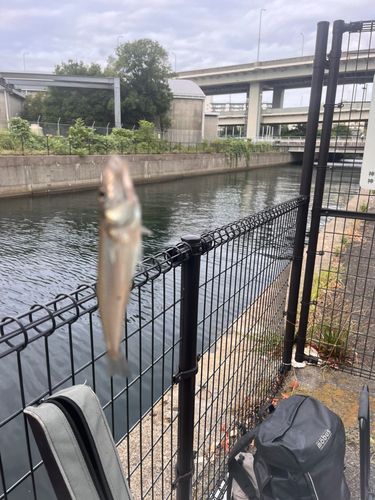 シロギスの釣果