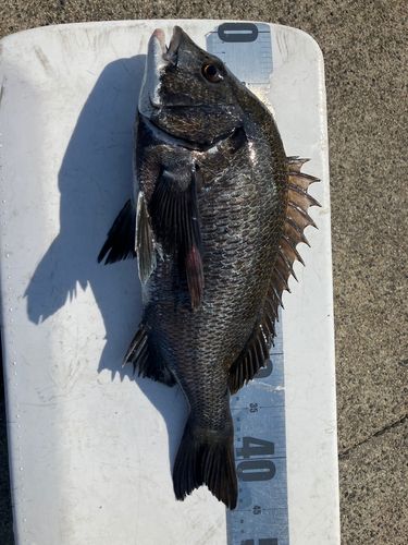 チヌの釣果