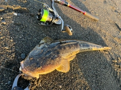マゴチの釣果