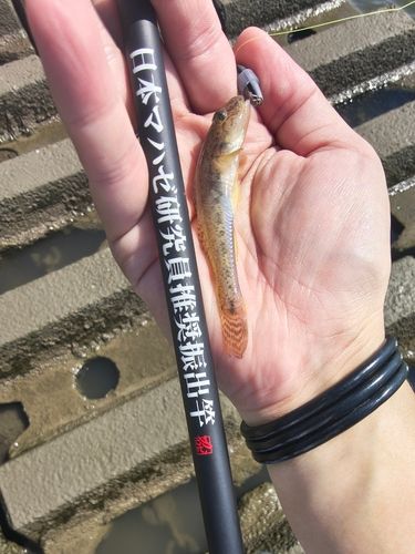 kihiro3さんの2026年08月04日(火)の釣行(愛知県 - 立田大橋