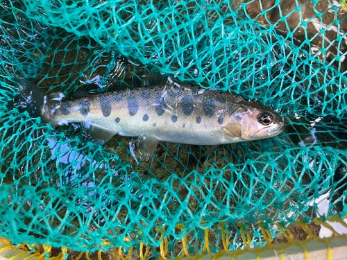 ヤマメの釣果