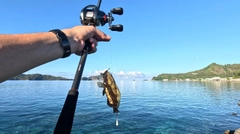 ロクセンスズメダイの釣果