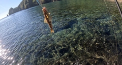 エソの釣果