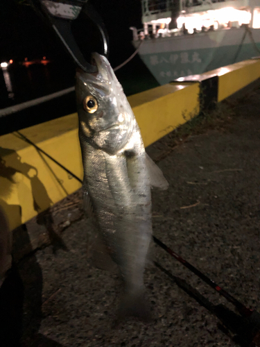 セイゴ（マルスズキ）の釣果