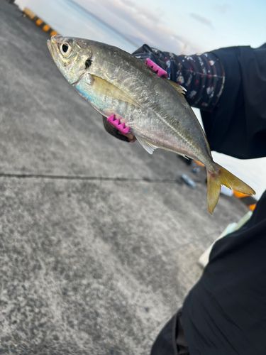 マアジの釣果