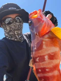 アカハタの釣果