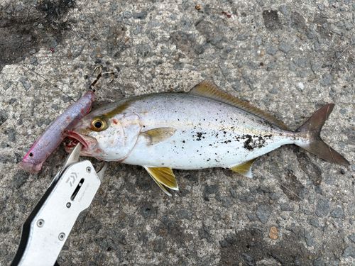 ネリゴの釣果