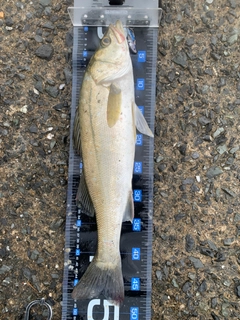 フッコ（マルスズキ）の釣果