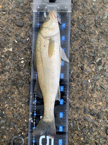 フッコ（マルスズキ）の釣果