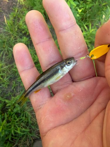 カワムツの釣果