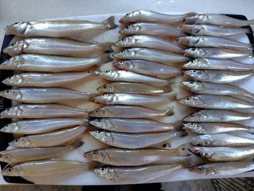 キスの釣果