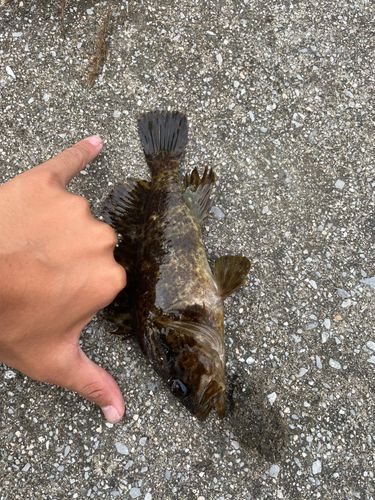 タケノコメバルの釣果