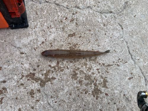 エソの釣果