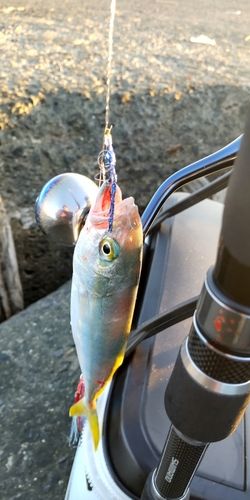 ワカシの釣果