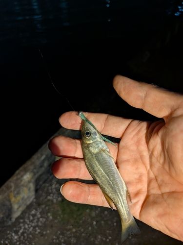 セイゴ（ヒラスズキ）の釣果