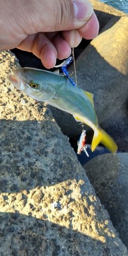 ワカシの釣果