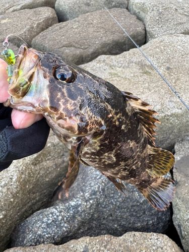 タケノコメバルの釣果