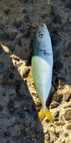 ワカシの釣果