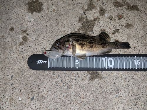 クロソイの釣果