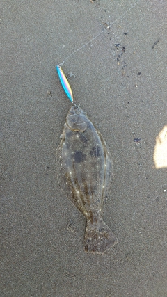 ソゲの釣果