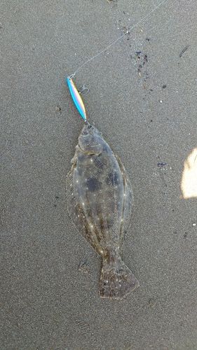 ソゲの釣果