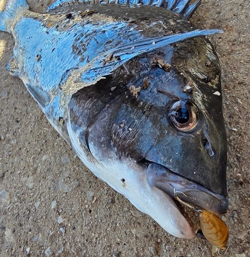 チヌの釣果