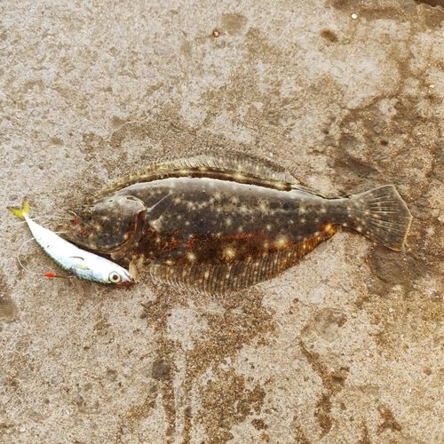 ヒラメの釣果