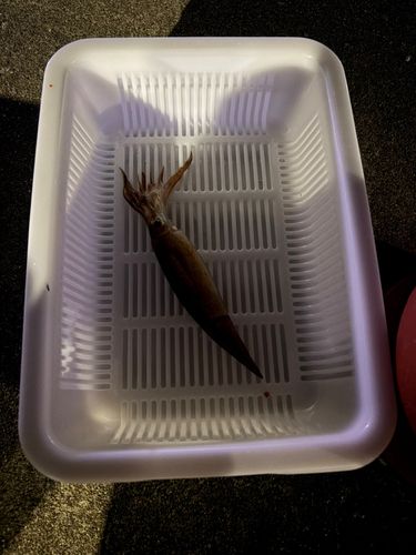 イカの釣果