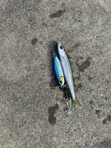 カマスの釣果