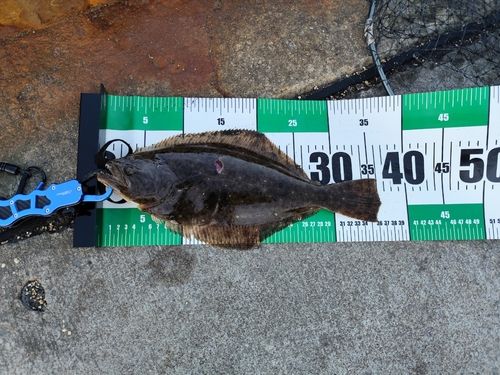 ヒラメの釣果