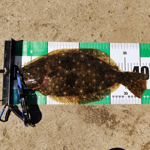 ヒラメの釣果