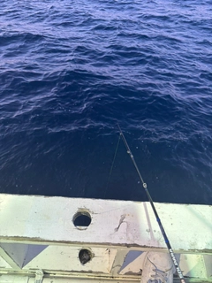 ケンサキイカの釣果