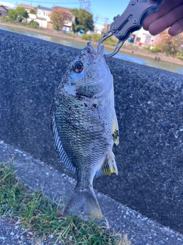 キビレの釣果