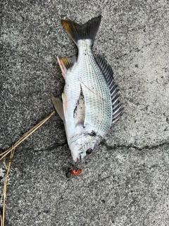 キビレの釣果