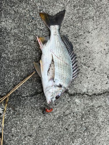 キビレの釣果